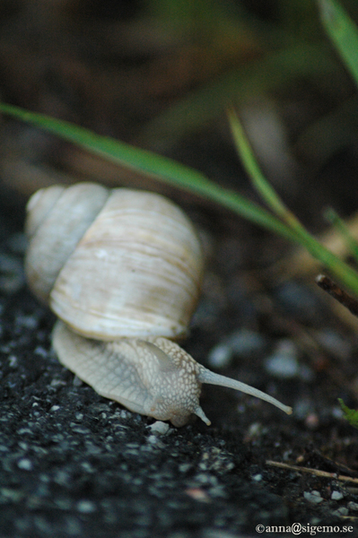 Racing snail