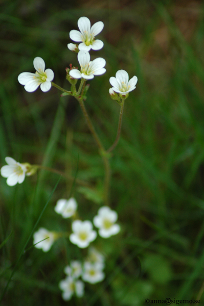 White flowers in the green