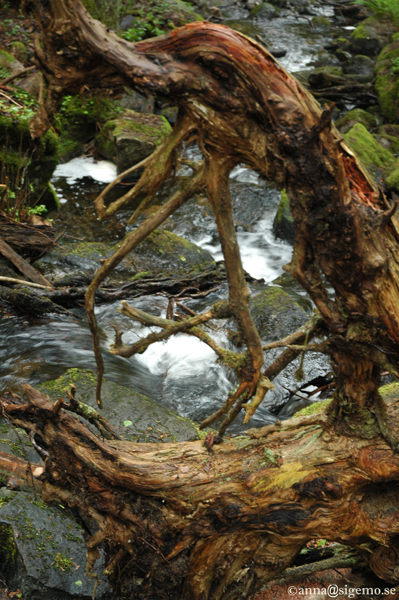 Roots serching for water