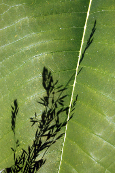 straw leaving