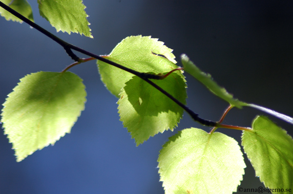 Birchleaves