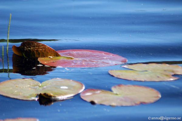 Water lilly in the blue