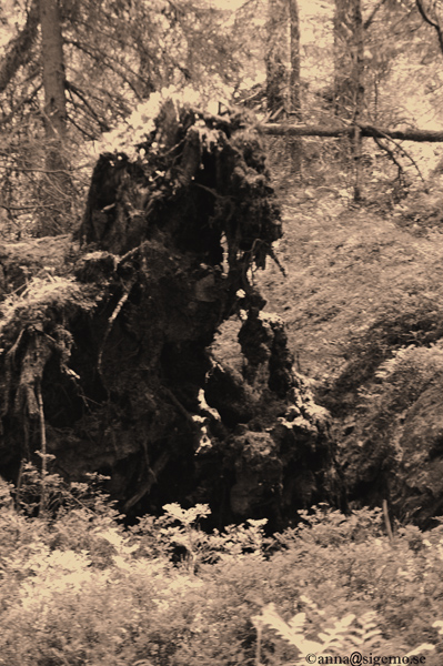 Monster in the woods