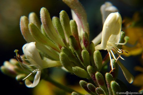 Blossom for all its worth