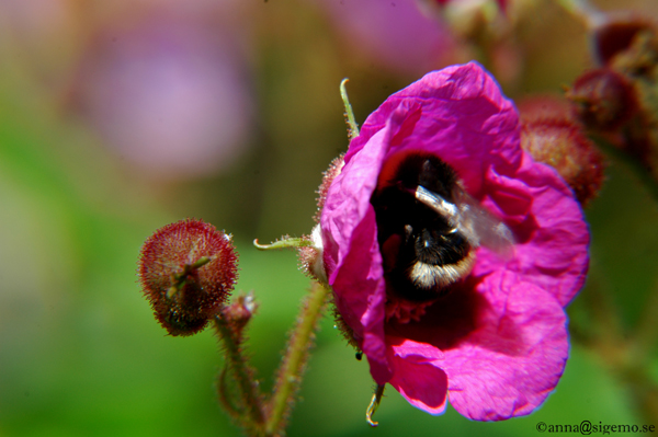 bumblebee looking for groove